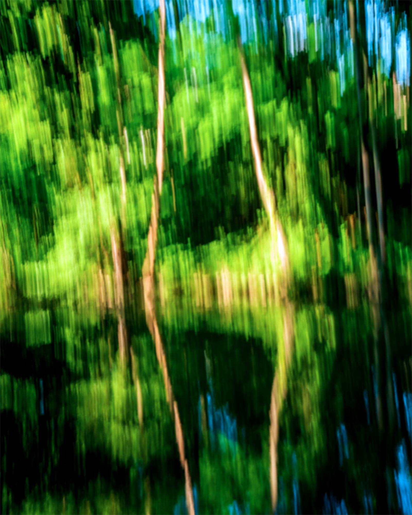 Les arbres qui rêvent
