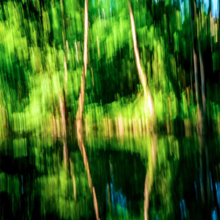 Les arbres qui rêvent