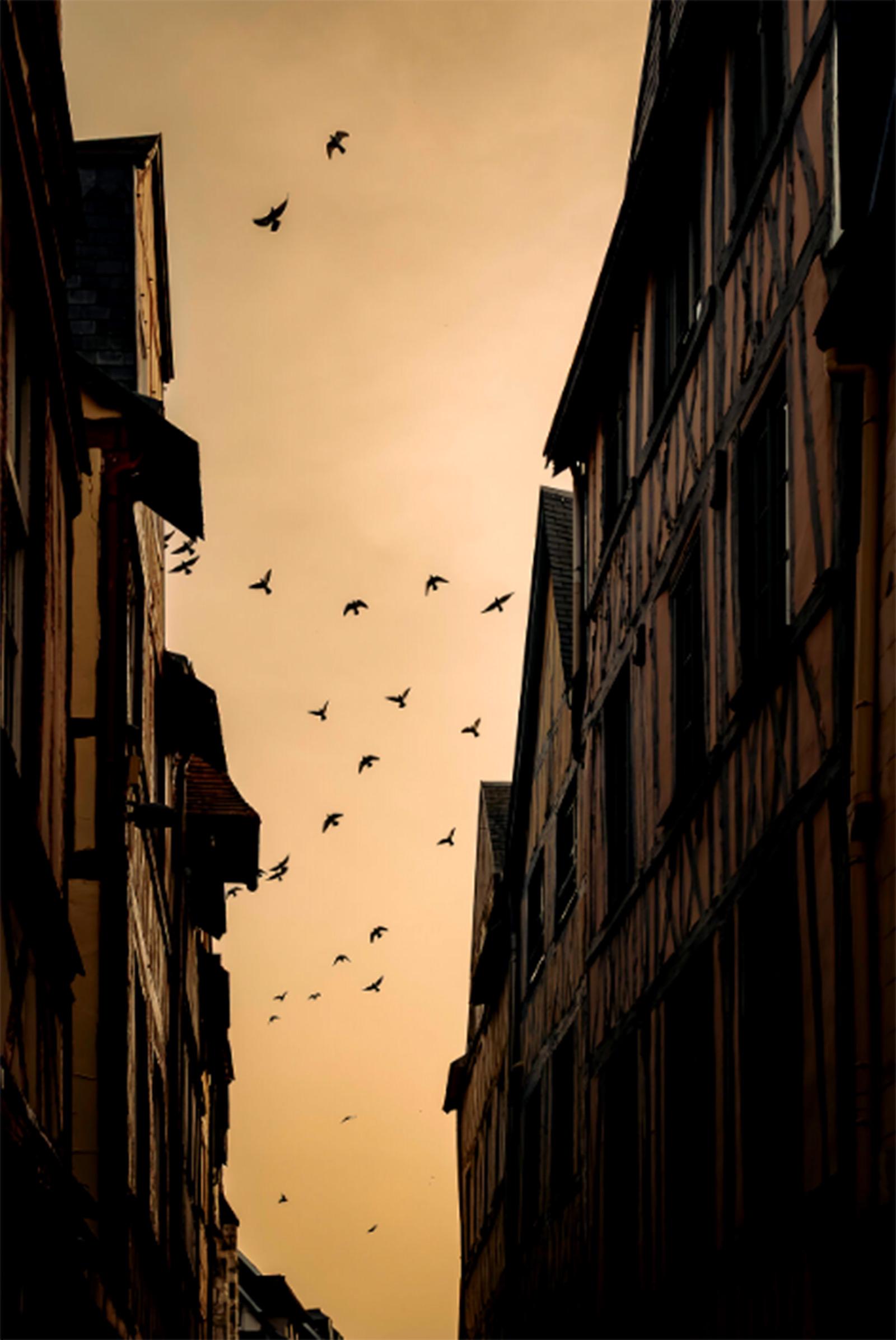 Les oiseaux quittent la ville