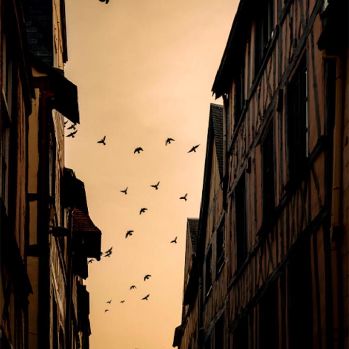 Les oiseaux quittent la ville